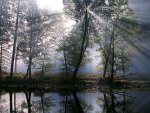 el sol entre arboles.jpg