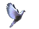 doveflying[1].gif