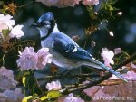 pájaro azul entre flores yahooo.jpg