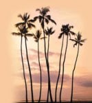 amanecer y palmeras.jpg
