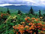51443_wallpaper280jardin precioso.jpg