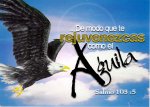 aguila.jpg