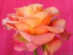 37488_wallpaper280.jpg