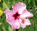 flor de San Juaquín tomé tamaño natural..jpg