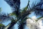 palmeras foto que tomé en parque.jpg