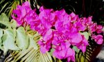 flores foto que tomé en parque.jpg