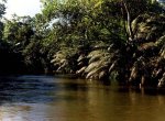 manglar, San Francisco de Asis, Chocó, Colombia.jpg