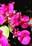 flores enredadera que tomé en parque.jpg