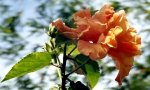 flor naranja tomada por mí en mi unidad residencial.jpg