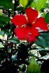 flor que tomé en el jardín de mi unidad residencial.jpg
