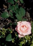 rosa foto tomada por mí.jpg