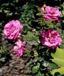 rosas fotos tomadas por mí..jpg