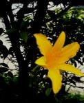 flor amarilla tomé en jardín de mi unidad residencialal.jpg
