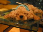 sleep dog 5.jpg