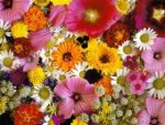 flores surtidas.jpg