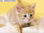 gato.gif