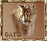 gato.jpg