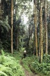 reserva natural del Rio Blanco, Manizales, Caldas, Col..jpg