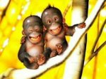 monkey.jpg