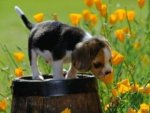 perrito graciosa foto.jpg