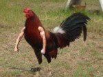 el gallo musculoso.jpg