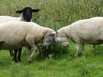 sheep_fight.4.jpg