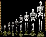 GIANT-SKELETONS-CHART 2.jpg