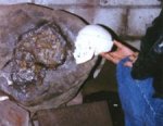 coparaci&#243;n entre cr&#225;neo humano y de un gigante.jpg