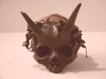 calavera museo londres.jpg
