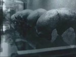 cr&#225;neos gigantes y deformes de Malta.jpg
