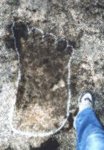 pisada de gigante en Kanaagra, Australia.jpg