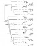 Evolución Carnívora.jpg