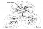 Tree of life full.jpg