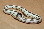 serpiente-se-come-a-si-misma.jpg