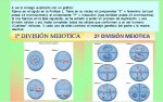 Meiosis.jpg