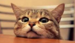 photo13914.png