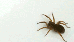 Arana-Andando-67759.gif