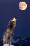 ladrar_a_la_luna.jpg