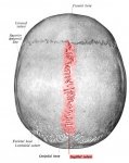 Sutura-sagital_0.jpg