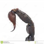 aguijón del escorpión.jpg