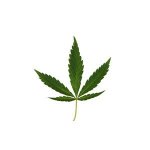 Mariajuana.jpg Mariajuana.jpg