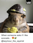 instagram-seymour-the-squirrel-lad-bibl-e-when-someone-asks-if-36356335.png