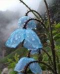  FLOR AZUL ROCIO .jpg