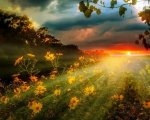 NATURE SOL FLORES .jpg
