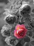 COLORS ROSAS Y ROSA .jpg