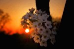 LUNA Y FLORES RECUERDOS .jpg