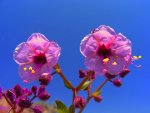 FLORES DESIERTO ACATAMA .jpg