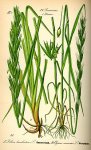 250px-Illustration_Leymus_arenarius_and_Lolium_temulentum0.jpg