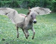 San Burro.jpg