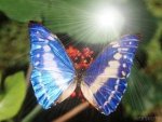 mariposa hermosa brillante llluz.jpg